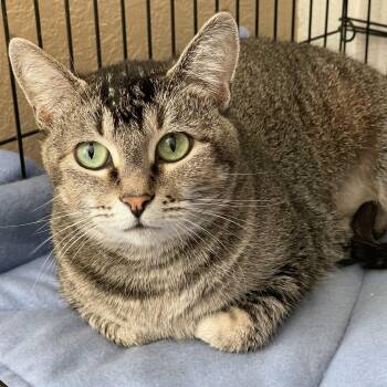 Domestic Short Hair Cats Available for Adoption in Lacon, Illinois - Joleen | PetCurious