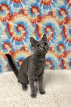 Ash -  Domestic Short Hair Cat for Adoption in Upper Sandusky, Ohio - Ash | PetCurious