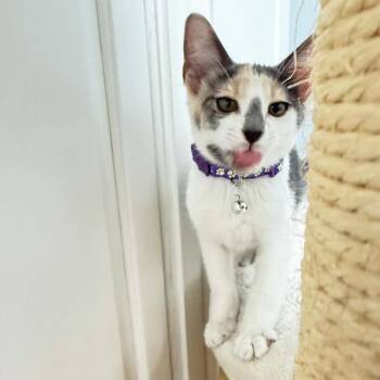 Maple -  Domestic Short Hair Cat for Adoption in Bentonville, Arkansas - Maple | PetCurious