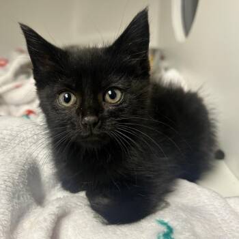 Lona -  Domestic Short Hair Cat for Adoption in Uniontown, Pennsylvania - Lona | PetCurious