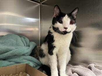 UNO -  Domestic Medium Hair Cat for Adoption in Loveland, Colorado - UNO | PetCurious