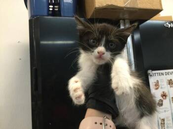 Domestic Short Hair Cats Available for Adoption in Thousand Palms, California - A1918125 | PetCurious