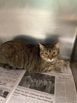 Stripes -  Domestic Short Hair Cat for Adoption in Belton, Texas - Stripes | PetCurious