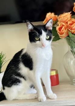 Rescue Domestic Short Hair Cats for Adoption in Gardena, California - Jet | PetCurious