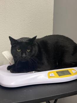 Jiji -  Domestic Short Hair Cat for Adoption in Sorrento, Louisiana - Jiji | PetCurious