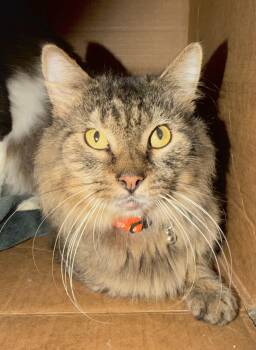 Titan -  Domestic Medium Hair Cat for Adoption in Pottsville, Pennsylvania - Titan | PetCurious