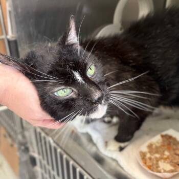 Rescue Domestic Short Hair Cats for Adoption in Oak Park, Illinois - Mr. Jettersen | PetCurious