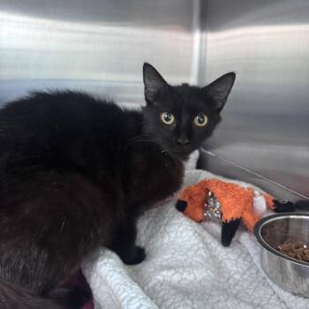 Ava -  Domestic Short Hair Cat for Adoption in Matteson, Illinois - Ava | PetCurious