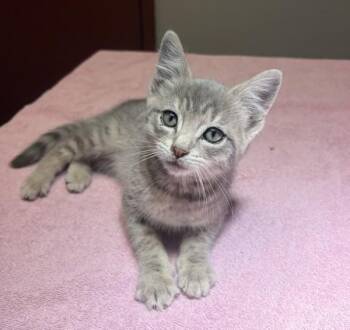 Ribbon -  Domestic Short Hair Cat for Adoption in Oakland, California - Ribbon | PetCurious