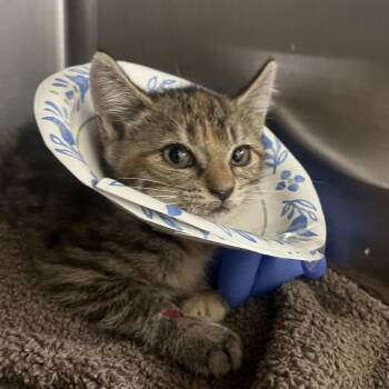 Pallas -  Domestic Short Hair Cat for Adoption in Lynchburg, Virginia - Pallas | PetCurious