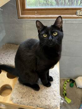 Brooks -  Domestic Short Hair Cat Available for Adoption in Elizabethtown, New York - Brooks | PetCurious