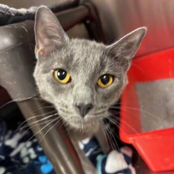 Domestic Short Hair Cats Available for Adoption in Braintree, Massachusetts - Rue A Stunning Girl Ready For The Gentle Home She Deserves | PetCurious
