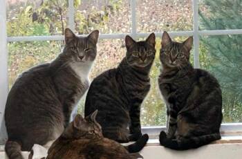 Firethorn -  Domestic Short Hair Cat for Adoption in Cumberland, Maine - Firethorn | PetCurious