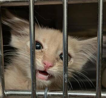 Domestic Medium Hair Cats Available for Adoption - Dobby 45968 | PetCurious