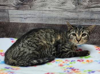 Rescue Domestic Short Hair Cats for Adoption in Washington Court House, Ohio - Dodge | PetCurious