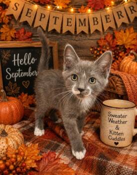 Squeak -  Domestic Short Hair Cat for Adoption in Washington Court House, Ohio - Squeak | PetCurious