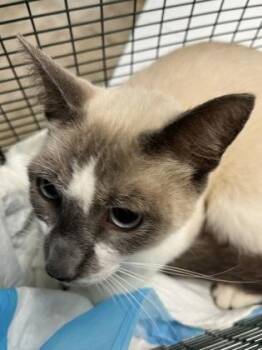 Spud -  Domestic Short Hair Cat for Adoption in Gainesville, Florida - Spud | PetCurious