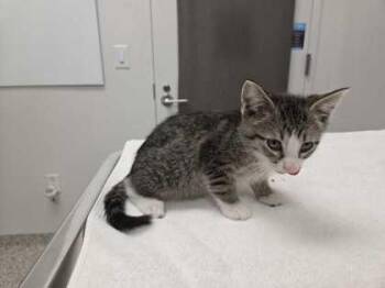 Cruiser -  Domestic Short Hair Cat for Adoption in Kansas City, Missouri - Cruiser | PetCurious