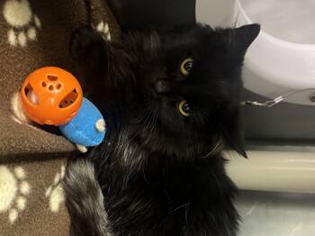 Rescue Domestic Long Hair Cats for Adoption in Marshall, North Carolina - Hector | PetCurious