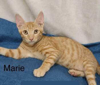 Marie Toby -  Tabby and Oriental Tabby Cat for Adoption in Brampton, Ontario - Marie Toby | PetCurious