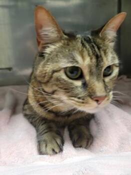 Speckles -  Domestic Short Hair Cat for Adoption in Fishers, Indiana - Speckles | PetCurious