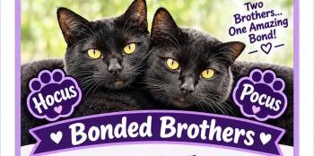 Hocus and Pocus (Bonded Brothers) -  Domestic Short Hair Cat for Adoption in Kenhorst, Pennsylvania - Hocus And Pocus (Bonded Brothers) | PetCurious