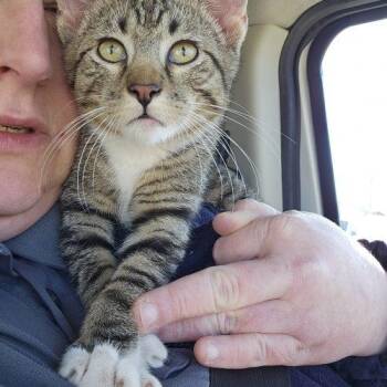 Domestic Short Hair Cats Available for Adoption - Woody | PetCurious