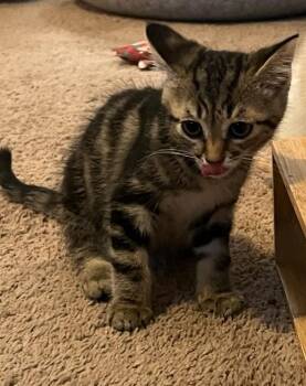 Meko -  American Shorthair Cat for Adoption in Ashland, Ohio - Meko | PetCurious