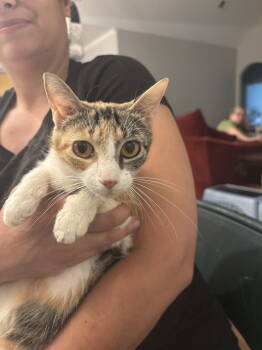 Rescue Domestic Short Hair Cats for Adoption in Camden, South Carolina - Khaan (Available For Pre-adoption) | PetCurious