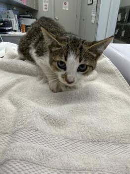 Maisy -  Domestic Short Hair Cat for Adoption in Lafayette, Indiana - Maisy | PetCurious