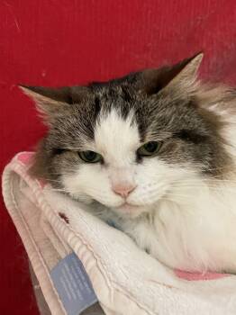 Rescue Domestic Long Hair Cats for Adoption in Midway City, California - Catherine | PetCurious