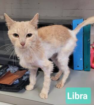 Domestic Short Hair Cats Available for Adoption in Richmond, Indiana - Libra | PetCurious