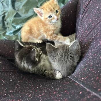 Insidious Fluff 30 -  Domestic Short Hair Cat for Adoption in Austin, Texas - Insidious Fluff 30 | PetCurious