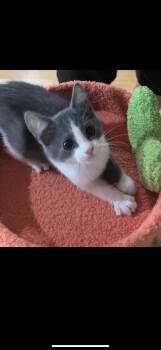 Rescue Domestic Short Hair Cats for Adoption in Rochester Hills, Michigan - Joey | PetCurious