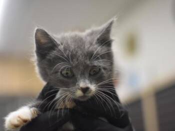 Kaylani -  Domestic Short Hair Cat for Adoption in Portland, Oregon - Kaylani | PetCurious