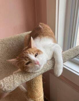 Garfield -  Domestic Short Hair Cat for Adoption in Lunenburg, Massachusetts - Garfield | PetCurious