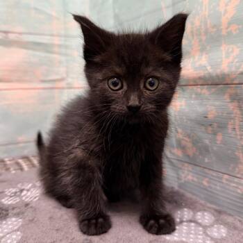 American Shorthair Cats Available for Adoption in Spokane, Washington - Hocus | PetCurious