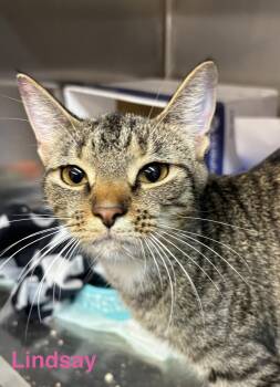 Lindsay -  Tabby Cat for Adoption in Las Vegas, Nevada - Lindsay | PetCurious