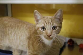 Domestic Short Hair Cats Available for Adoption - Rex | PetCurious