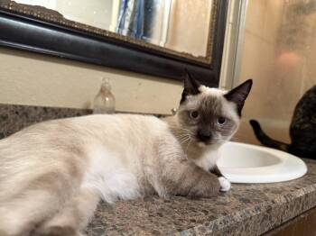Oliver -  Domestic Short Hair Cat for Adoption in Mesquite, Texas - Oliver | PetCurious