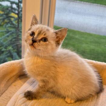 Pixie -  Siamese and Domestic Short Hair Cat for Adoption in Mastic, New York - Pixie | PetCurious