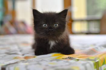 Shane -  Domestic Long Hair Cat for Adoption in Hermitage, Pennsylvania - Shane | PetCurious