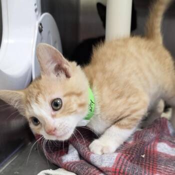 Domestic Short Hair Cats Available for Adoption in Fort Wayne, Indiana - Rusty | PetCurious