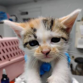 Rosaline @ PetSmart in Azalea Square -  Domestic Short Hair Cat for Adoption in Summerville, South Carolina - Rosaline @ PetSmart In Azalea Square | PetCurious