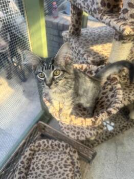 Tiramisu -  Domestic Long Hair Cat for Adoption in Plumerville, Arkansas - Tiramisu | PetCurious