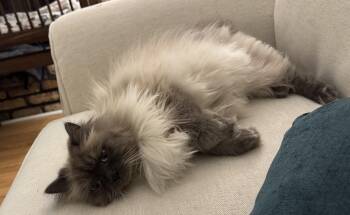 Linus the Persian -  Persian Cat for Adoption in Mobile, Alabama - Linus The Persian | PetCurious