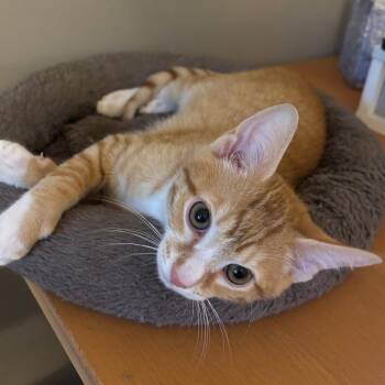 Spidey -  Domestic Short Hair Cat for Adoption in Wakefield, Massachusetts - Spidey | PetCurious