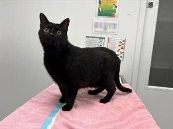 Pricilla -  Domestic Short Hair Cat for Adoption in Kansas City, Missouri - Pricilla | PetCurious
