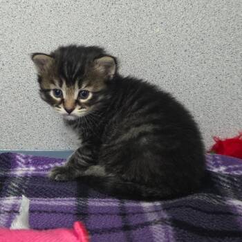 Domestic Short Hair Cats Available for Adoption in Newport, Tennessee - Mackerel | PetCurious