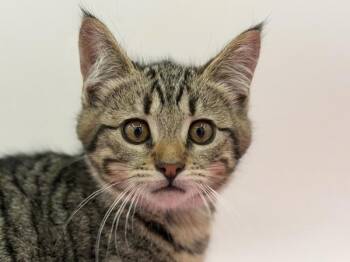 Kim -  Domestic Short Hair Cat for Adoption in Portland, Oregon - Kim | PetCurious
